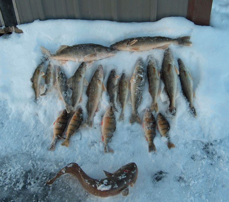 Nice Catch 1