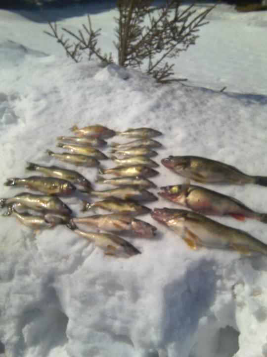 Nice Catch 3